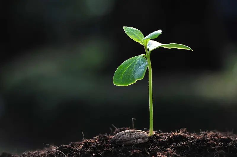 Brote de una planta creciendo, símbolo de propósito y futuro